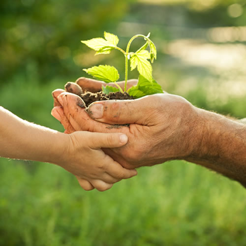 Spring Forest Qigong Make Your Earth Connection